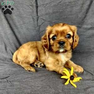 Mr Hugbug, Cavalier King Charles Spaniel Puppy